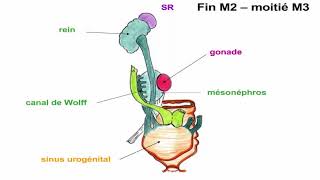 Embryologie Urogénitale [upl. by Marigold]