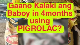 4 Months na Baboy gamit ang Pigrolac gaano kaya kalakiAlamin [upl. by Yevette]