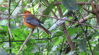 Redcapped Robin Chat calling in Pigeon Valley Durban [upl. by Alden]