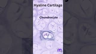 2020 Histology of cartilage part 1 hyaline cartilage [upl. by Matty]