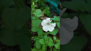 Petunia axillaris White garden Petunia [upl. by Albertina155]