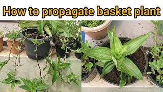 How to propagate basket plant  propagate callisia fragrans [upl. by Rosabelle510]