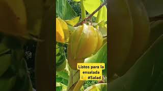 ¡Carambolos frescos listos para la ensalada 🥗 Fresh starfruit ready for saladCarambolo Starfruit [upl. by Drahsir]