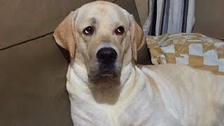 Watch and TRY NOT TO LAUGH 🤣 Funny dog videos 2024 [upl. by Burkhart656]