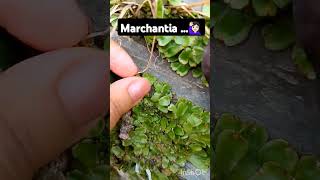 Marchantia 🙋🏻‍♀️ bryophytes liverworts csir cryptogames shorts botany [upl. by Norvun]