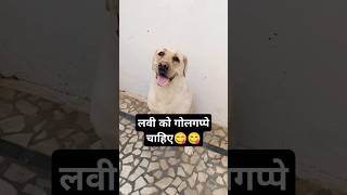 golgappe chahiye🤣🤣 shorts shortsfeed funny viral video labradorlover dog comedy tranding [upl. by Hiro203]