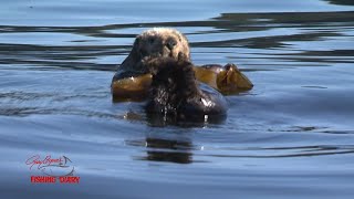 Nootka Gary explores the history and salmon fishery of this magical place [upl. by Llennhoj]