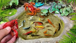 wow‼️catch bettafish koi fish channa black ghost manfish and millions of other animals [upl. by Hawk]