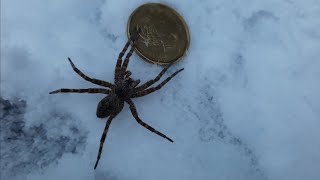 Araignée Dolomedes tenebrosus sur la neige 1 °C [upl. by Coffeng]