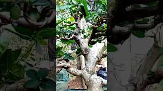 bonsai sancang akar terpecah [upl. by Deborath]