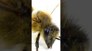 Killer Bees  Africanized Bees are a mistake [upl. by Maddox875]