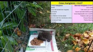 Cosa mangiano i ricci [upl. by Etnuaed]