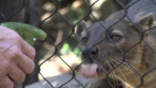 Hansel the Fossa [upl. by Photina]