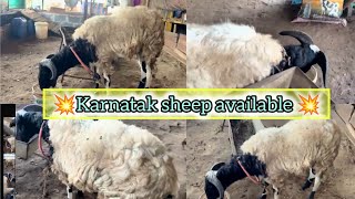 karnatak sheep available in Karnataka contact 9686773368 [upl. by Aiehtela]