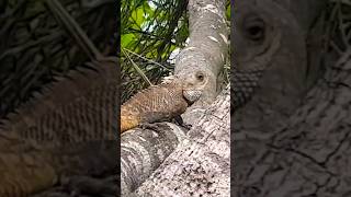 Fat monitor lizard comuflage on tree cicak gemuk lizard [upl. by Angadreme841]