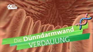 Dünndarmwand  Verdauung  alpha Lernen erklärt Biologie [upl. by Werdnaed]