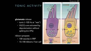 Cranial Nerve 8 Hearing and Balance [upl. by Lleuqram572]