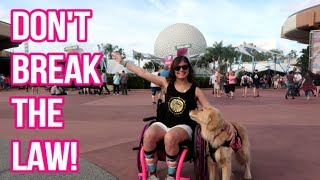 🐕 Service Dog Team ATTACKED at Disney 😱😡 2219 [upl. by Orlan235]