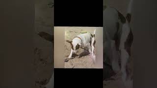 staffy stafford staffie staffylovers bullybreed doglover beach pets doglover [upl. by Tri]