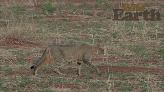 African Wild Cat [upl. by Selden]