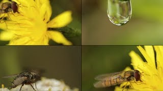 How to Shoot Super Macro with Canon kit Lens 1855mm [upl. by Ettennad]