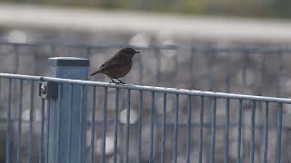 stonechat on fence [upl. by Ibbetson]