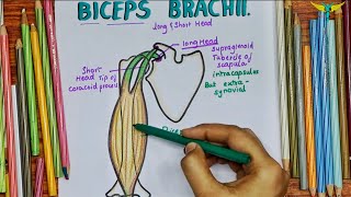 Biceps Brachii Muscle  Origin  Insertion Nerve supply  Actions  Clinical Testing [upl. by Bobseine]