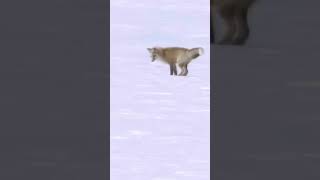 Fox Leaping and Hunting in Snow  Natures Precision shorts fox snow [upl. by Huston593]