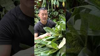 Easy Bromeliad General Care Tips  Vriesia ospinae var gruberi [upl. by Nylaras]