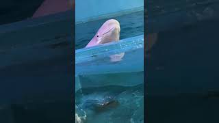 It’s time to eat Beluga whale eats fish Little fish in Hutan [upl. by Airdnna]