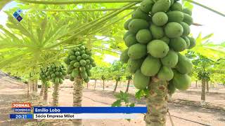 Projetos agrícolas dinamizam a economia da ilha mais turística do país [upl. by Elcin926]