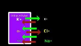 Resting Potential [upl. by Kaela]