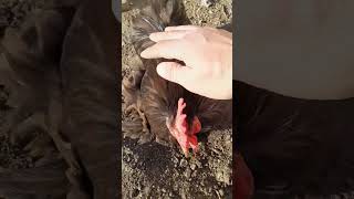 Pekin Bantam rooster bathing in dust [upl. by Helsell]