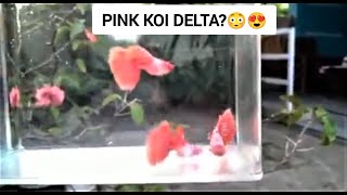 Hybrid Guppy Fish The Pink Koi Delta [upl. by Laurinda167]