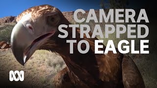 Alice Springs Desert Park strap action camera to wedgetailed eagle [upl. by Edwin]