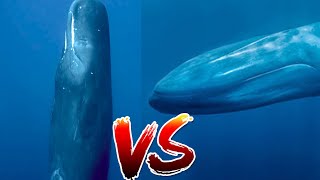 Blue Whale VS Sperm Whale  Who Would Win [upl. by Petronilla589]