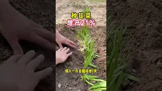 韭菜生长小方法 传播农业小知识 农业种植技术 种菜小技巧 [upl. by Victoria629]