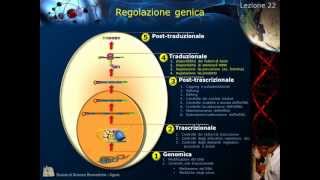 Lezione 22  regolazione genica [upl. by Aidnahs]