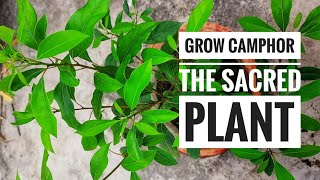 Grow camphor plant  Cinnamomum camphora  the sacred tree [upl. by Ahsemak566]