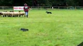 Sheep Herding Training [upl. by Ernesta]