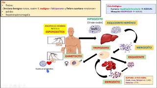 MALARIA PUNTOS CLAVES [upl. by Edroi]