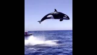 Orca Attack Real Video ㅣKiller whale Attacks Dolphin [upl. by Eelime]