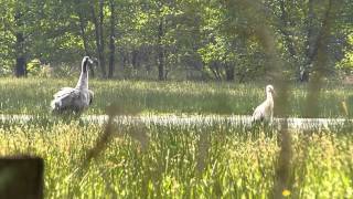 Vroege Vogels  Kraanvogel en ooievaar [upl. by Einiar523]