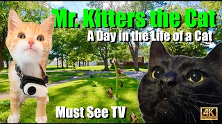 Mr Kitters the Cat 📣🐈 Must See TV 🍿📺 In search of the new visitor 🔎 [upl. by Aserret416]