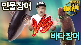 민물장어 VS 바다장어 과연 뭐가 더 맛있을까 비교리뷰 [upl. by Tobie979]