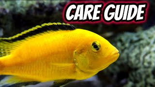 Yellow Lab Cichlid Care Guide The Best Beginner African Cichlid [upl. by Panthea943]