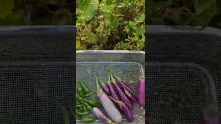 Harvested a few veggies and also pumpkins and ash gourd from our garden❤️harvest garden ytshorts [upl. by Htiduy]