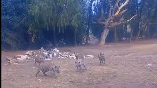 WARAABESSA GURSUM KOOTTAA duet waldaawarrawengeelaaoromoo animals [upl. by Can]