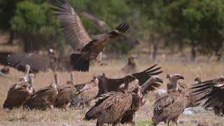 Cinereous vulture Griffon Vulture  Caceres Extremadura Spain [upl. by Shamrao500]