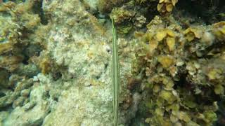 September 2024 Trumpet Fish snorkeling negril jamaica [upl. by Jeddy]